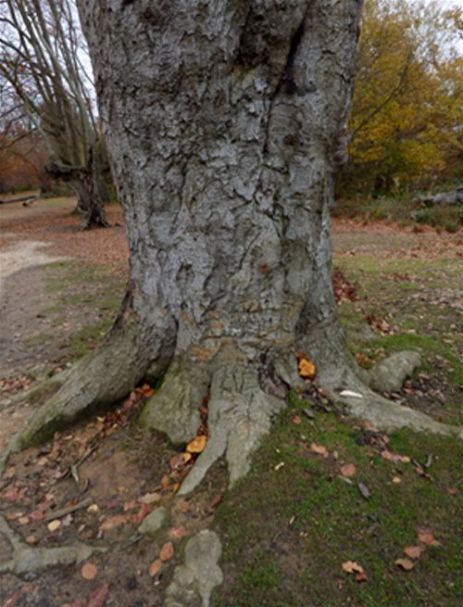 Emerging from between buttresses on veteran beech on heavily compacted ground at Epping Forest, Essex